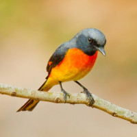 Small Minivet